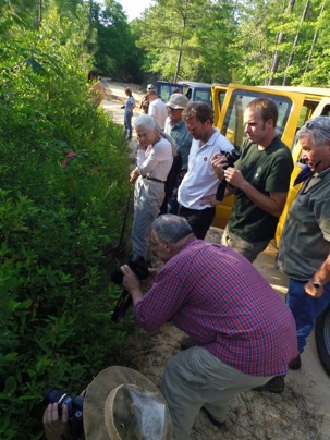 group admiring Cleistes