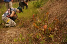 mature plants