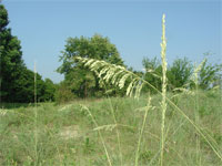 coastal dunes