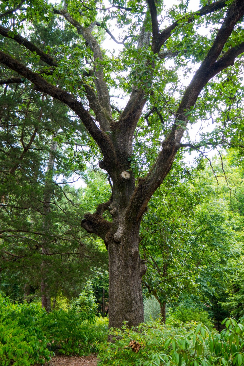 Founder's Oak