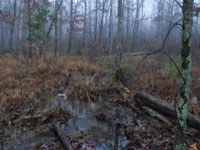 mountain bog