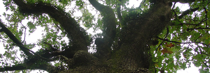 oak trees