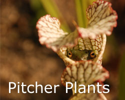 pitcher plants