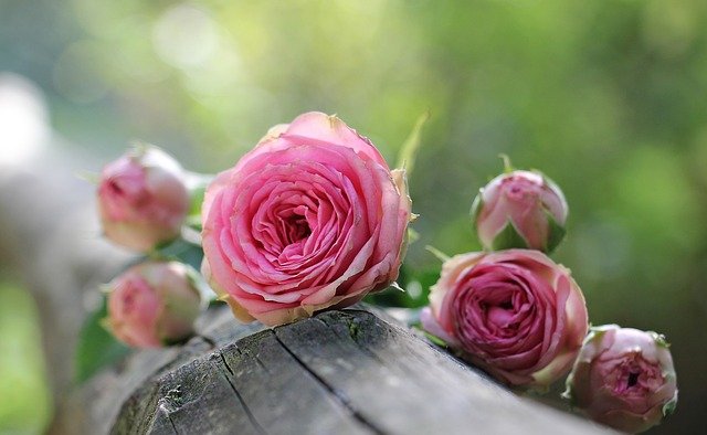 picture of roses