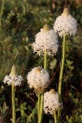 Xerophyllum asphodeloides