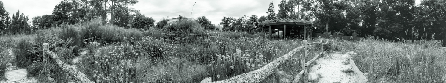 black and white photo of the bogs in Summer