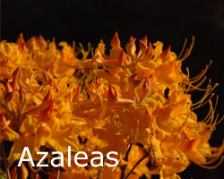 azaleas