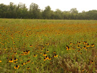 black belt prairies