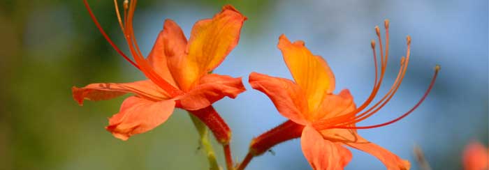 war eagle azaleas 