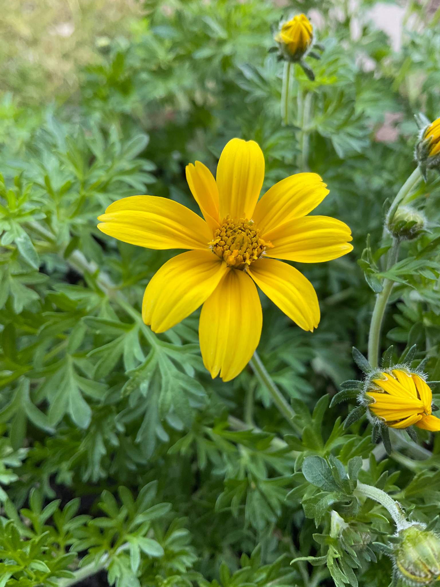 Yellow flower