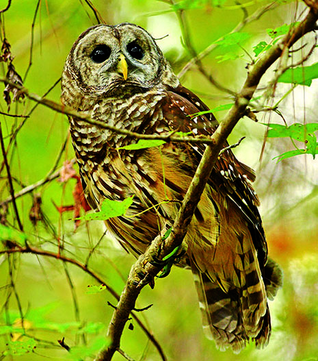 An owl at the Kreher Preserve and Nature Center