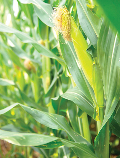 Photo of plants grown in the agriculture sector